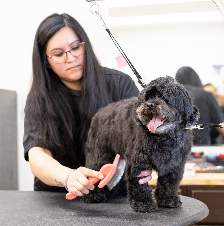 Dog Grooming Courses Smoochie Pooch Apprentice Program