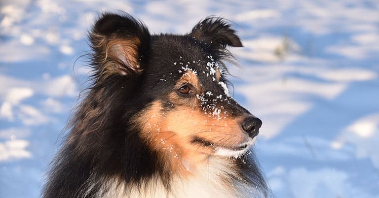 dog in the snow, pet salon near me