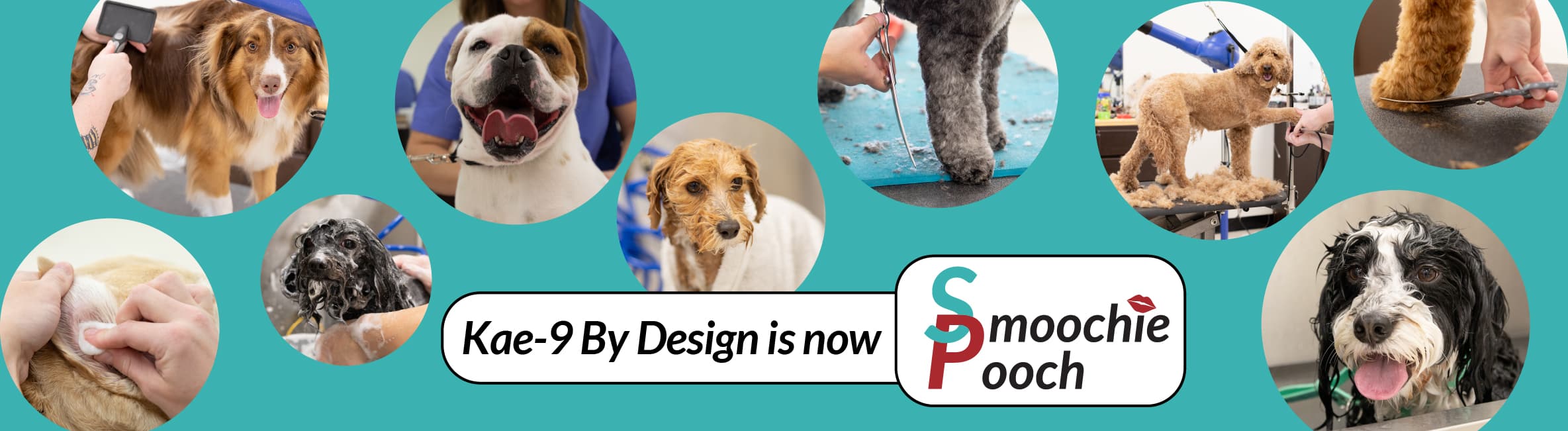 Dog Grooming in Florence, KY