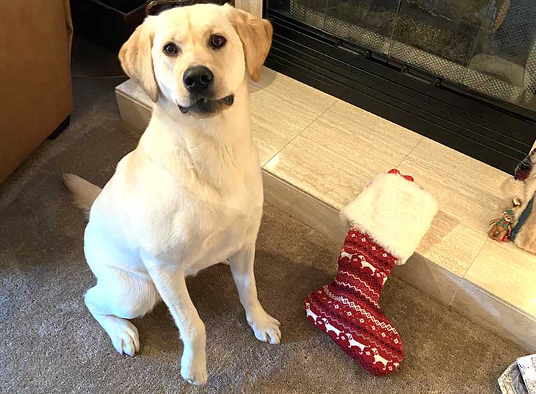 happy dog with Christmas stocking, dog grooming near me