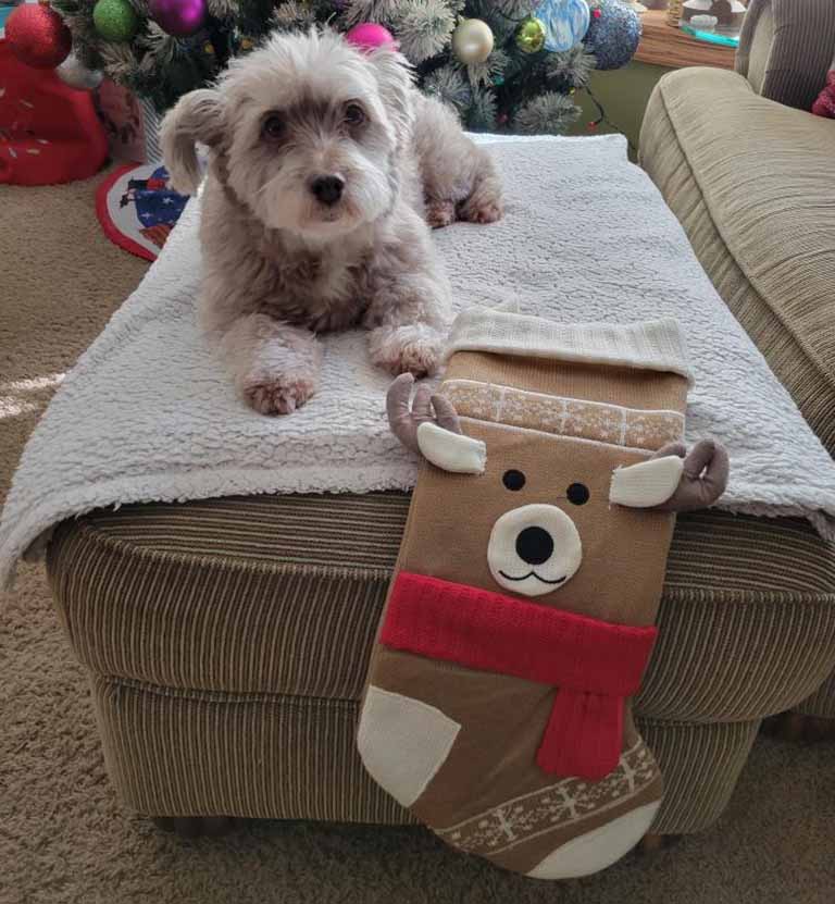 dog with their Christmas stocking