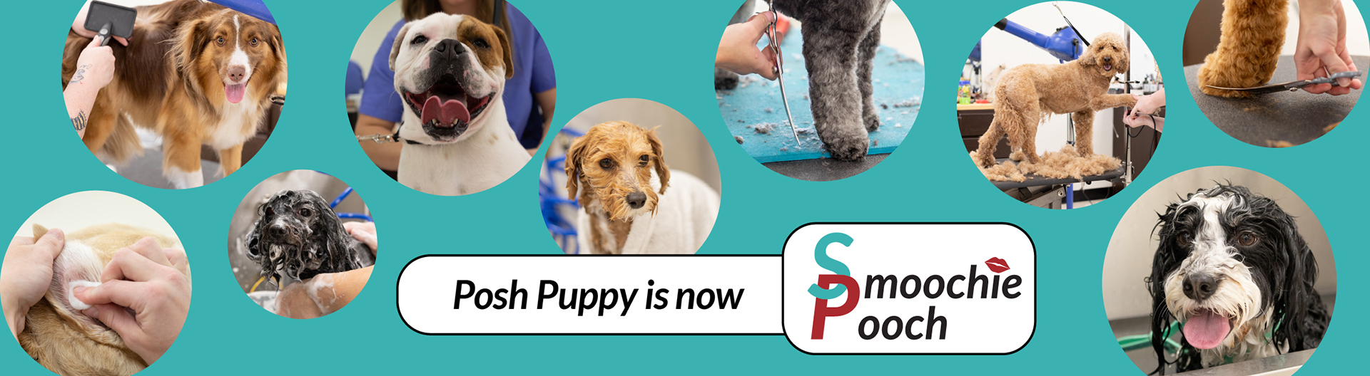 Posh Puppy Dog Grooming is now Smoochie Pooch in Roanoke, IN