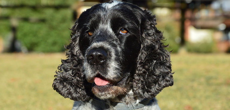 cocker spaniels are prone to ear infections, dog grooming near me