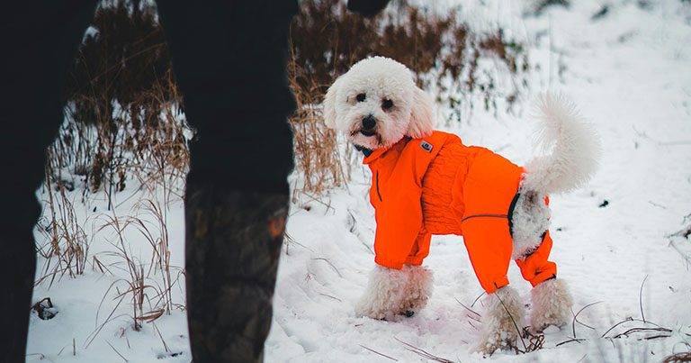 dog coat for winter, pet salon near me, winter care