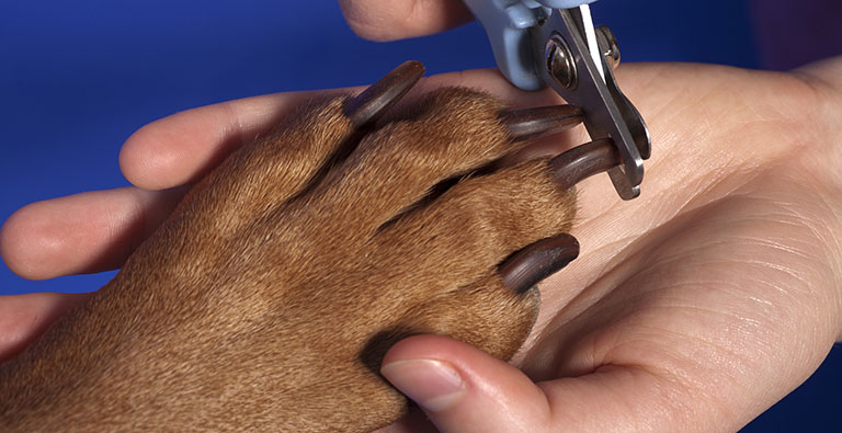cutting a dog's nails, northwest indiana groomer