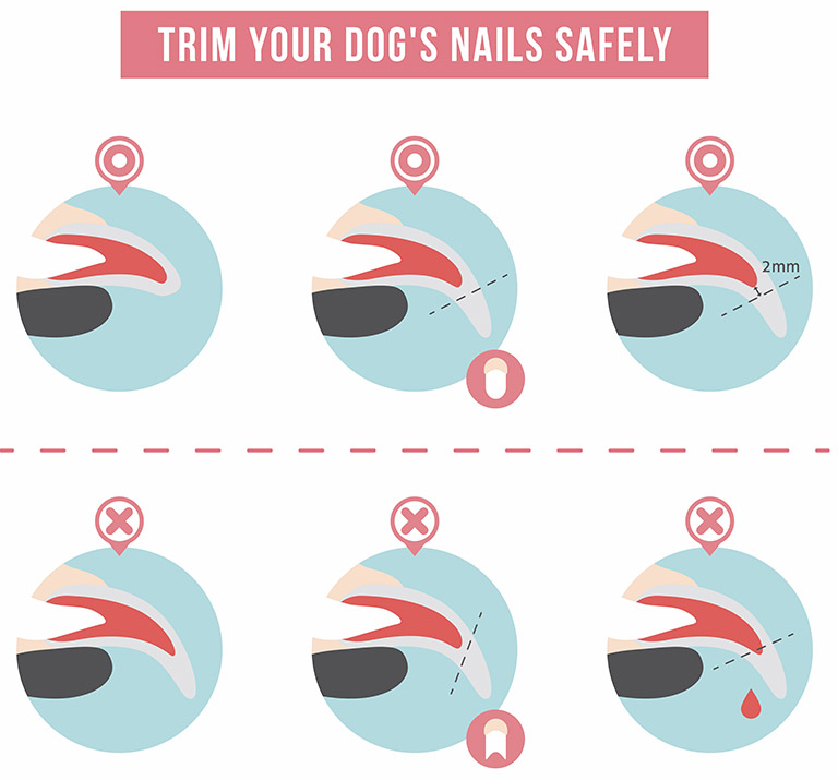 graphic of proper nail trimming techniques, dog nail trimming near me