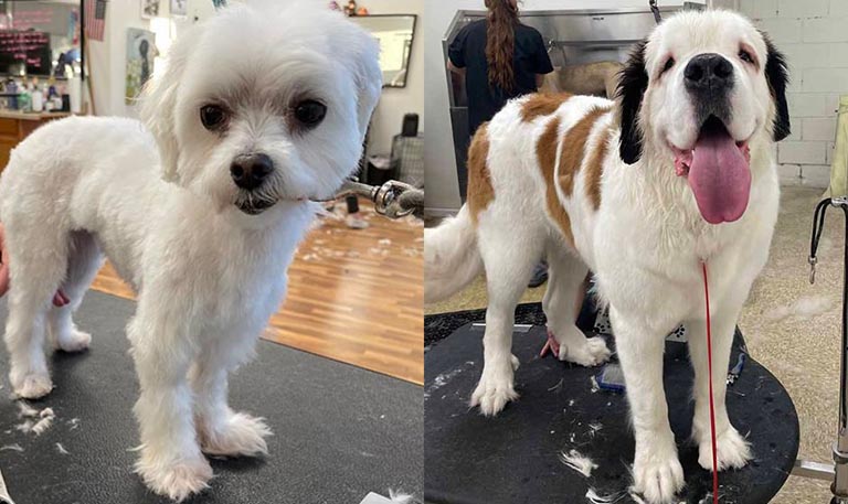 small dog and large dog, mobile pet grooming near me