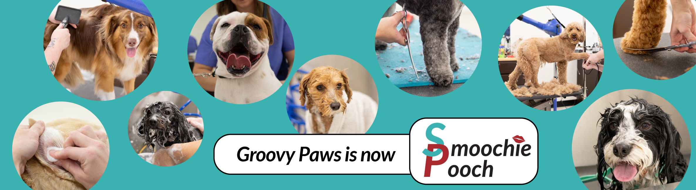 Groovy Paws Smoochie Pooch Dog Grooming Near Me Lafayette IN