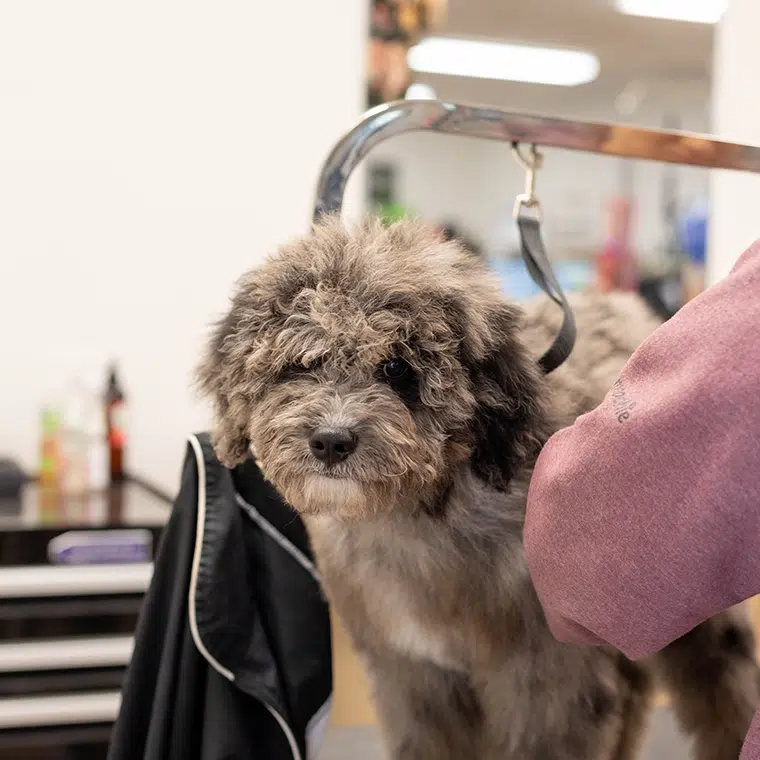 dog at the groomers
