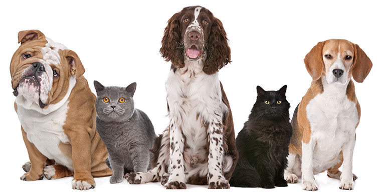 Different dog and cat breeds, best rated dog groomers near me