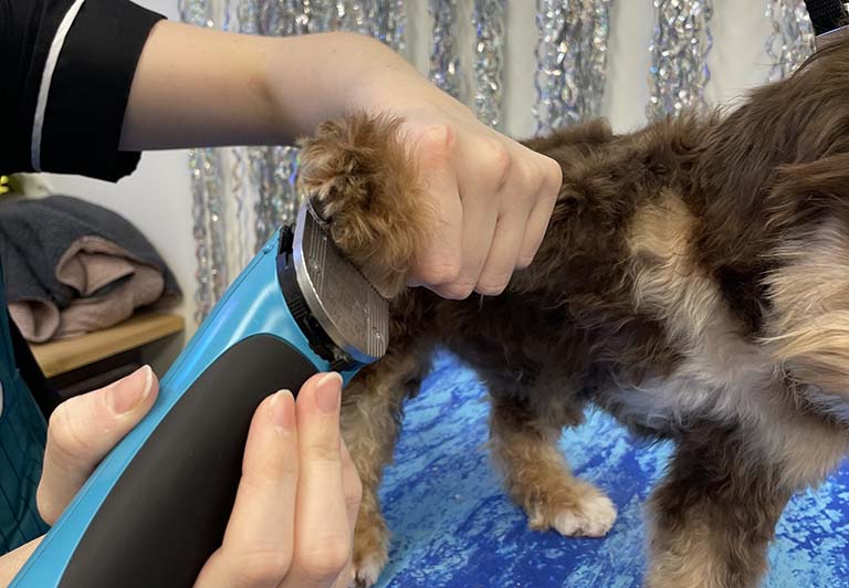 trimming or shaving paw pad, cat groomer near me