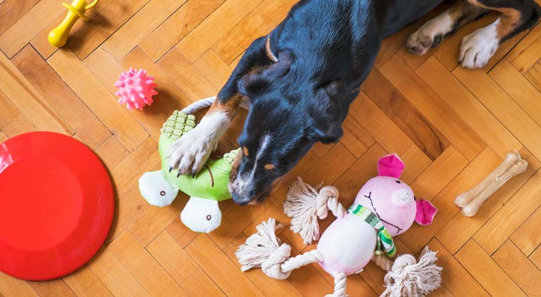 dog with toys,