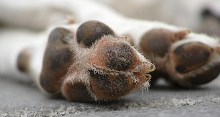 dog's feet, cat grooming places near me, pet grooming near me