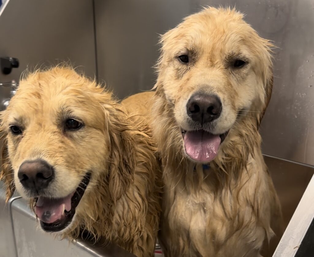 dogs in bath, dog bathing near me