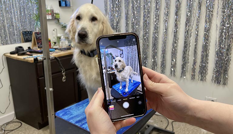 takes pictures of your dog's groom, mobile dog grooming near me