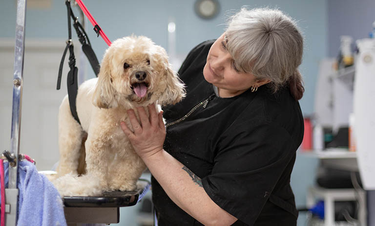 basic needs of grooming dogs, high and low maintenance, best dog grooming near me