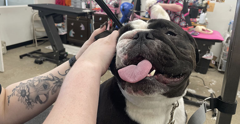 dog getting their ears cleaned, grooming places near me, pet grooming near me