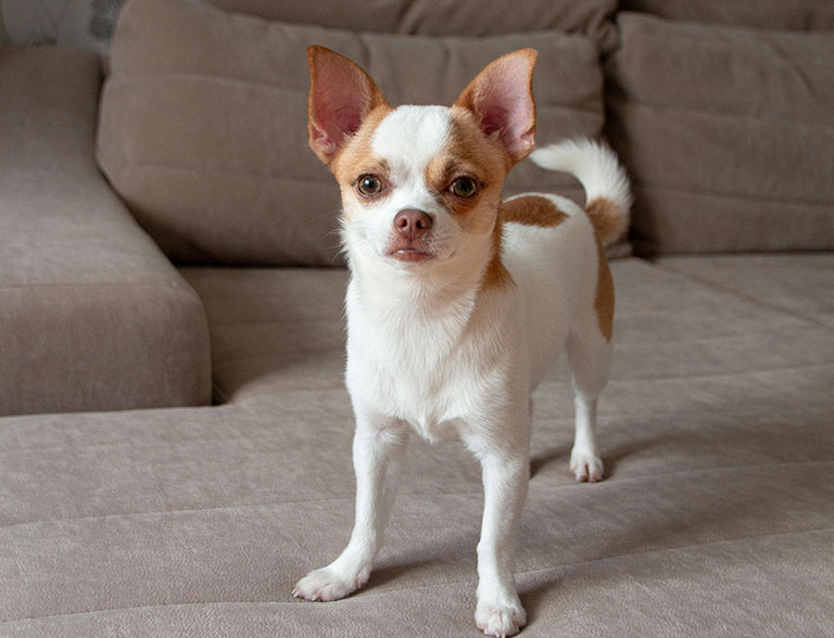 chihuahua, breeds prone to anal gland problems, dog grooming near me, pet grooming near me