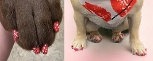 dog nail trim and nail polish