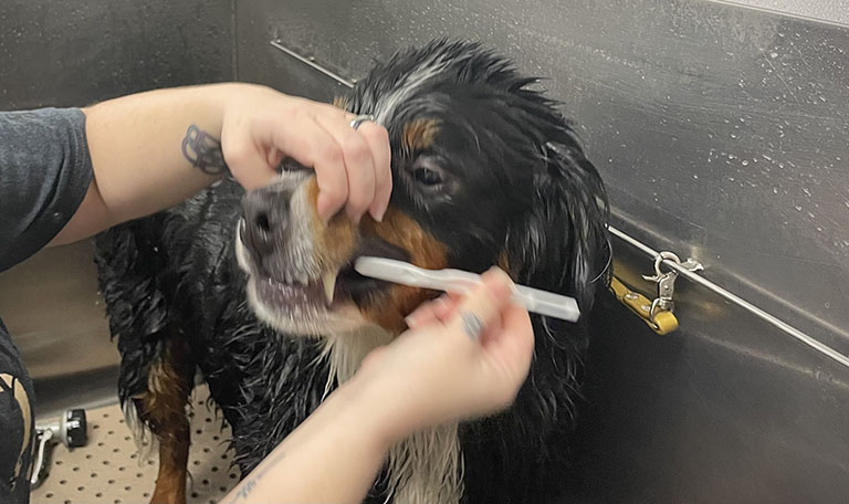 dog getting tooth brushing, best pet grooming near me, add-on services
