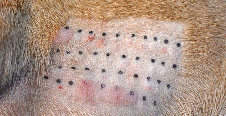 allergy test for dogs, dog nail clipping near me, pet grooming crown point