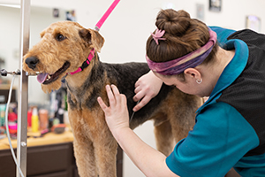 how often should I groom my dog