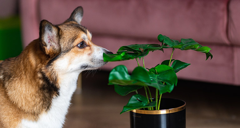 https://smoochie-pooch.com/wp-content/uploads/2024/05/dog-sniffing-plant-1-1.jpg?utm_source=chatgpt.com