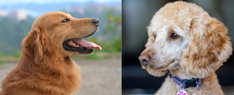 golden retriever and poodle, dog grooming portage indiana, dog spa near me