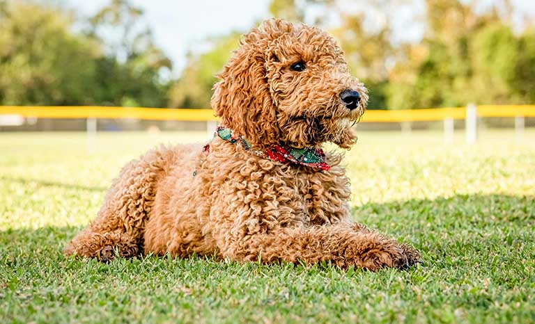 curly coated doodle, grooming places near me