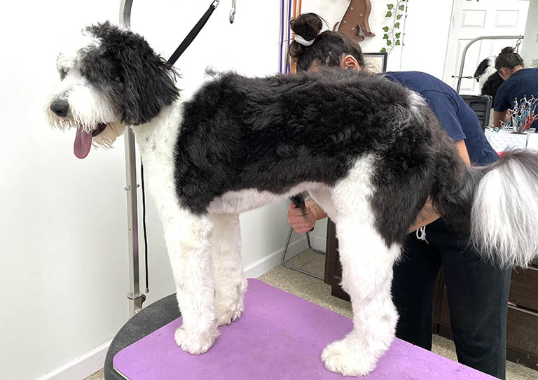 doodle getting brushed, best dog grooming near me