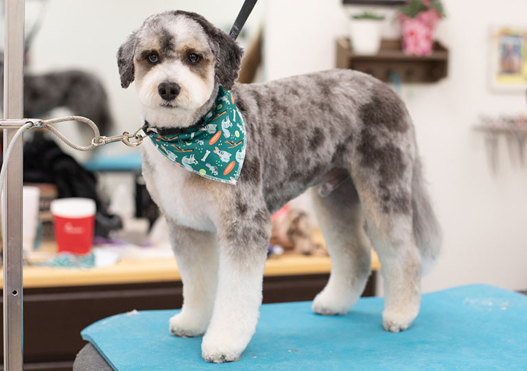 panda trim, teddy bear trim, dog nail trimming near me