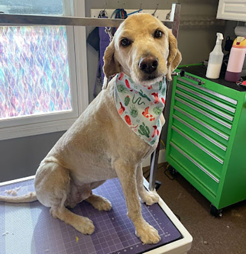 fully shaved doodle, dog grooming near me, dog groomer near me