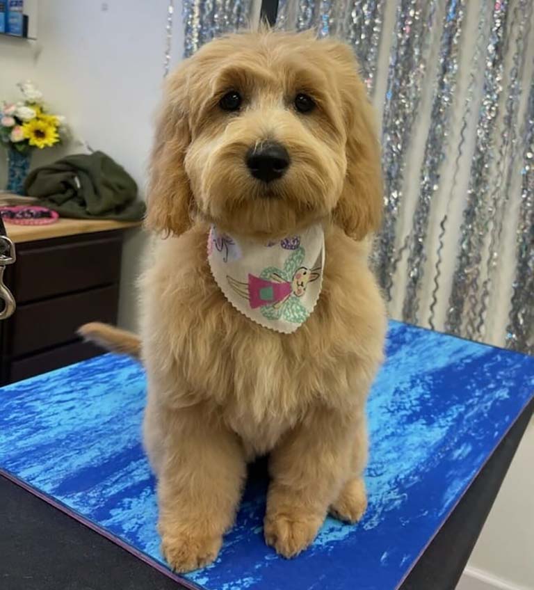 straight coated doodle, pet groomer near me for cats