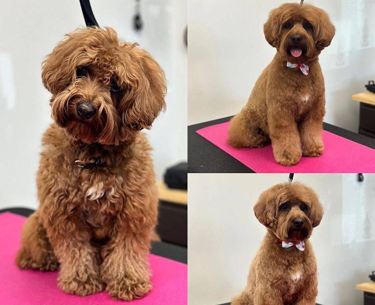 wavy coated doodle, local dog groomers