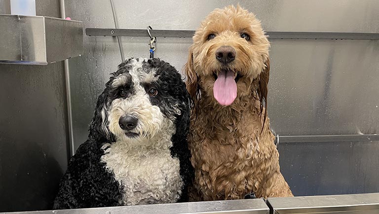 doodles in the tub, pet groomer near me, pet groomer fort wayne