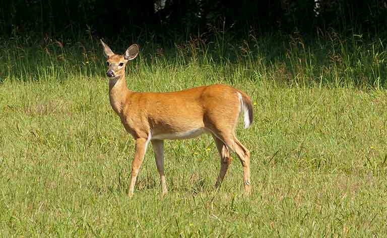 encountering wildlife with dog, dog haircut near me, pet grooming crown point, pet groomer