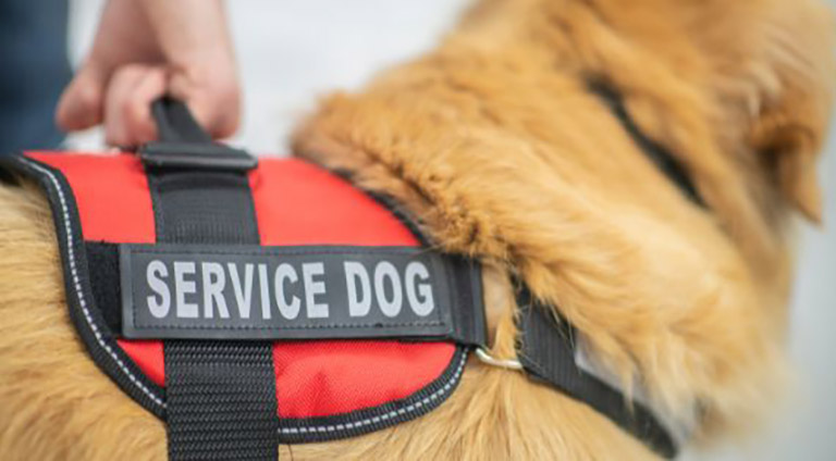 service dog, grooming places near me, local dog groomers, pet groomer near me for cats