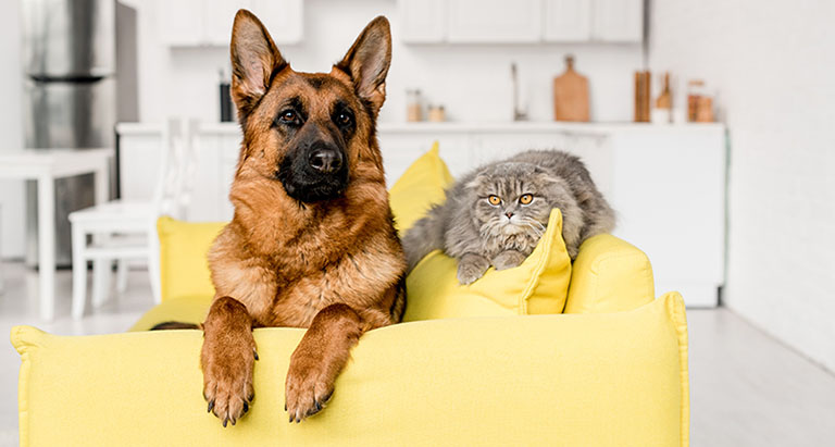 cat and dog, pet groomers fort wayne
