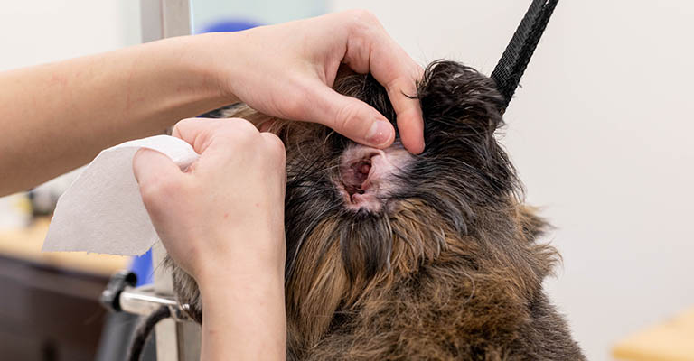 dog ear cleaning, pet groomer fort wayne