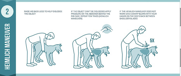 heimlich maneuver for dogs, dog groomer's, grooming places near me