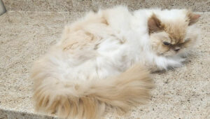 Picture of Tips & Tricks: How to Groom Your Cat at Home