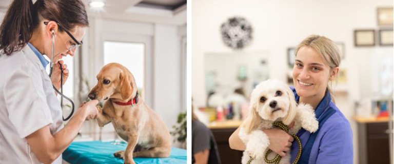 Know when to contact a vet versus a pet groomer for your pet's needs