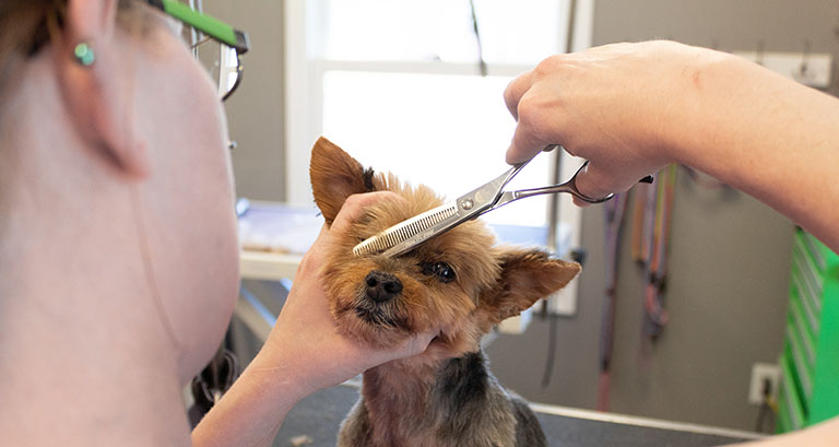 preventing injury while grooming, dog haircut near me, cat grooming near me mobile