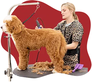 Salon grooming for dogs and cats