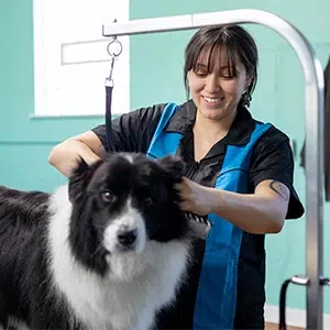 learn how to groom dogs near me