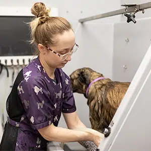 Dog Grooming Course near me