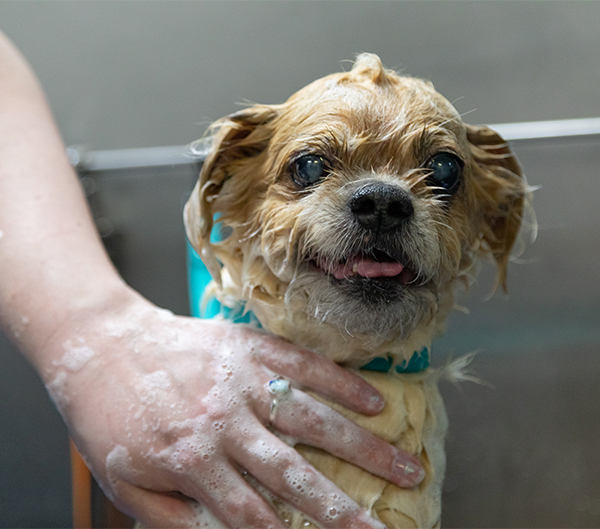 professional dog groomers, dog bath near me
