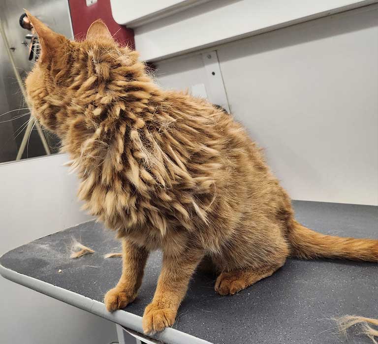 cat not being able to groom themselves, dog groomers lowell indiana, dog haircut