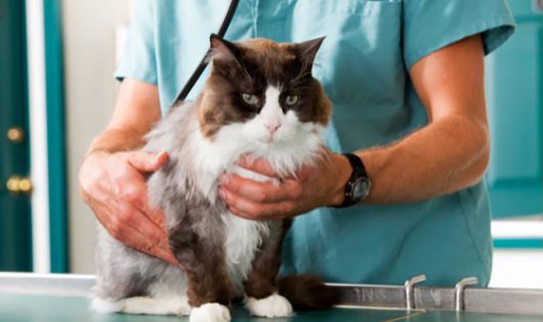 cat vet visits, grooming a golden retriever, dog baths