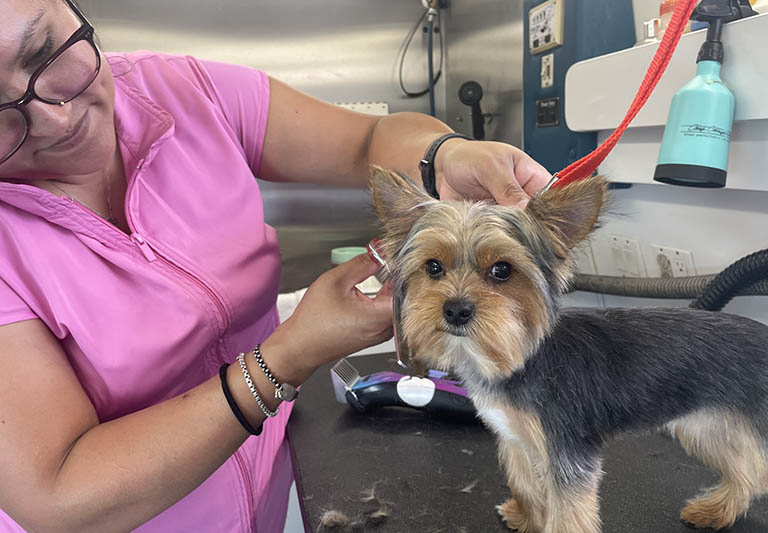 mobile pet grooming haircut, best dog grooming near me, best rated dog groomers near me